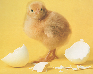 baby chick by egg shells