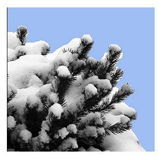 snow on mugo pine